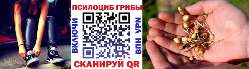 ссылка на мегу как войти  Дагестанские Огни  Галлюциногенные грибы Psilocybe  хочу  